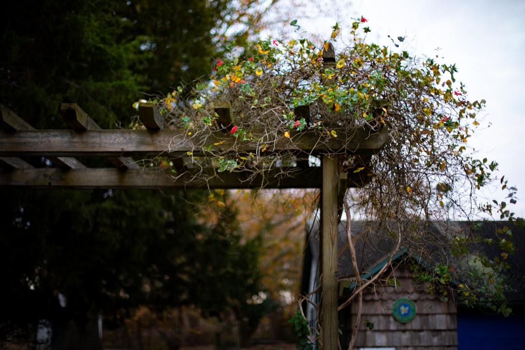 Pergola installation services